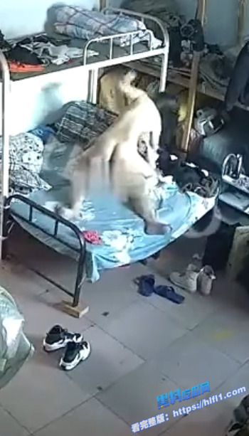 监控摄像头破解!午休老板和年轻漂亮女秘书 在仓库兼宿舍的双层床上激情做爱!7 监控摄像头破解!午休老板和年轻漂亮女秘书 在仓库兼宿舍的双层床上激情做爱!7