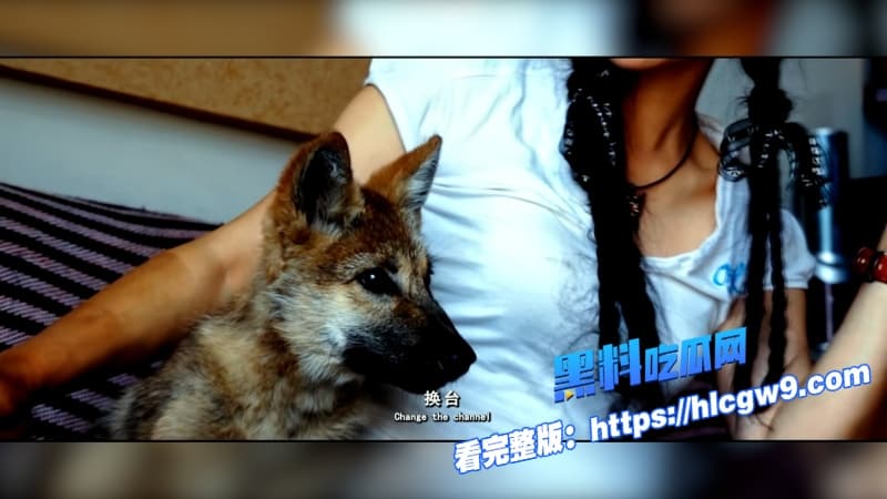 重返狼群电影催泪重燃美女画家千里送狼回家格林从城市宠物变草原狼王人狼羁绊虐哭无数网友3