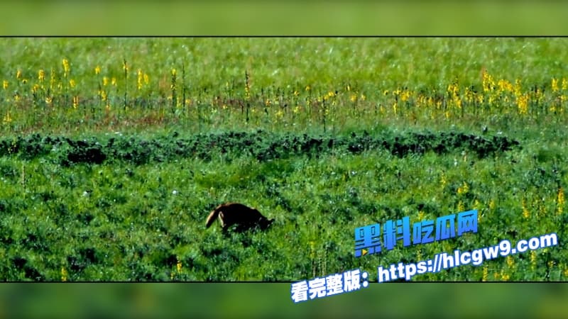 重返狼群电影催泪重燃美女画家千里送狼回家格林从城市宠物变草原狼王人狼羁绊虐哭无数网友4
