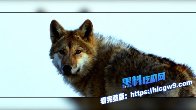 重返狼群电影催泪重燃美女画家千里送狼回家格林从城市宠物变草原狼王人狼羁绊虐哭无数网友5