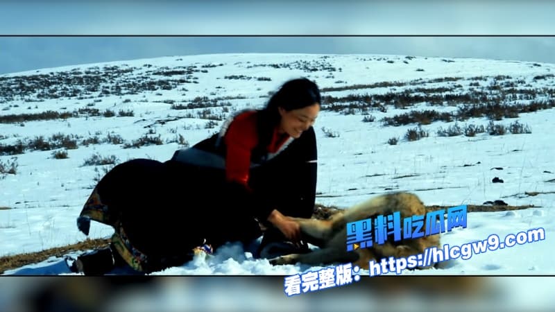 重返狼群电影催泪重燃美女画家千里送狼回家格林从城市宠物变草原狼王人狼羁绊虐哭无数网友6