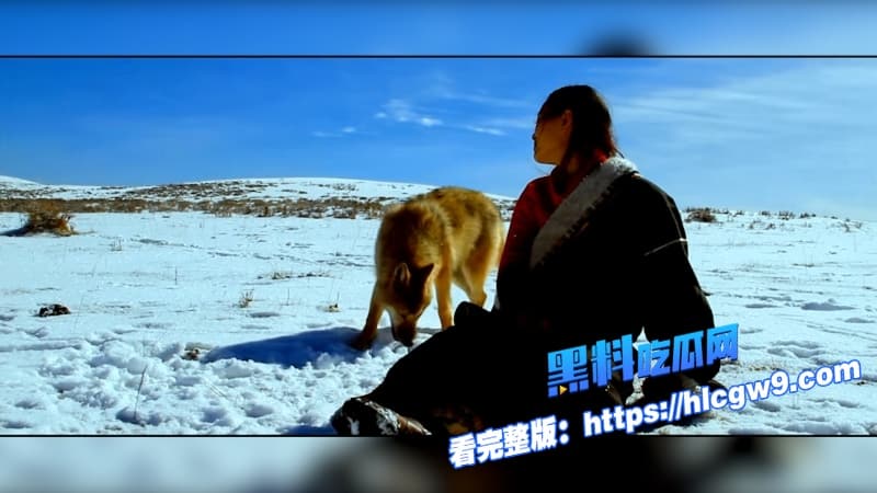重返狼群电影催泪重燃美女画家千里送狼回家格林从城市宠物变草原狼王人狼羁绊虐哭无数网友7