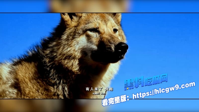 重返狼群电影催泪重燃美女画家千里送狼回家格林从城市宠物变草原狼王人狼羁绊虐哭无数网友11