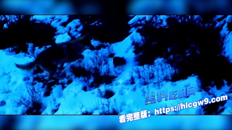 重返狼群电影催泪重燃美女画家千里送狼回家格林从城市宠物变草原狼王人狼羁绊虐哭无数网友12