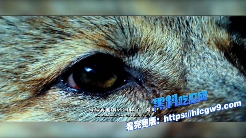 重返狼群电影催泪重燃美女画家千里送狼回家格林从城市宠物变草原狼王人狼羁绊虐哭无数网友13