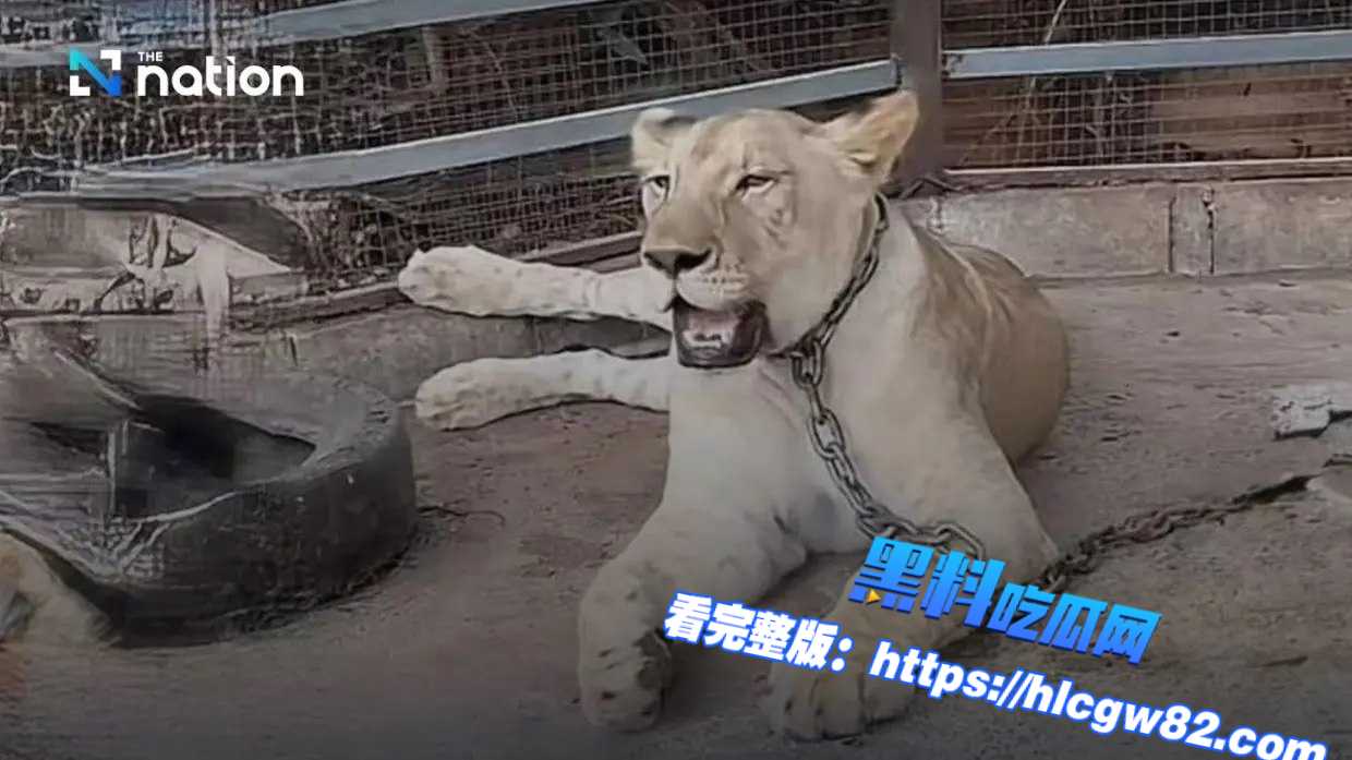 泰国儿童遭逃出来的狮子入院袭击01 泰国儿童遭逃出来的狮子入院袭击01