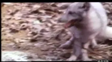 狐仙 封面