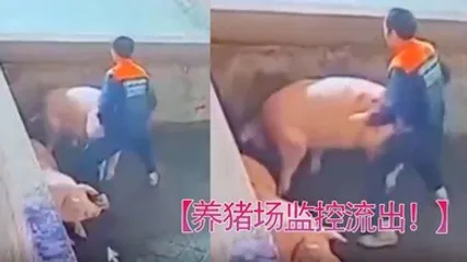 养猪场监控流出只要有洞就可以草 全集 封面