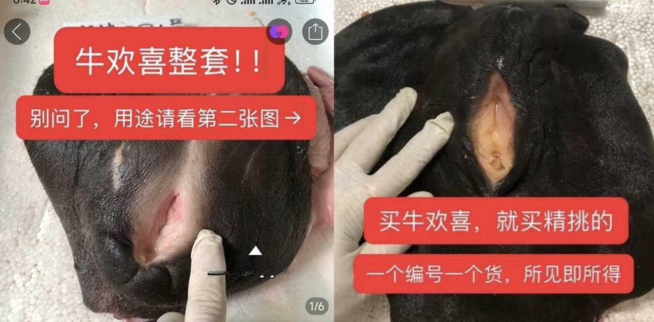 牛逼现在不止能吹还能操?某宝卖牛欢喜套装 一逼双用创意炸裂!