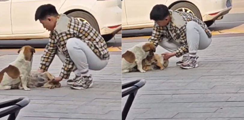 猥琐男当别人“老公”面直接扣逼?!它不是人但是你是真的狗~