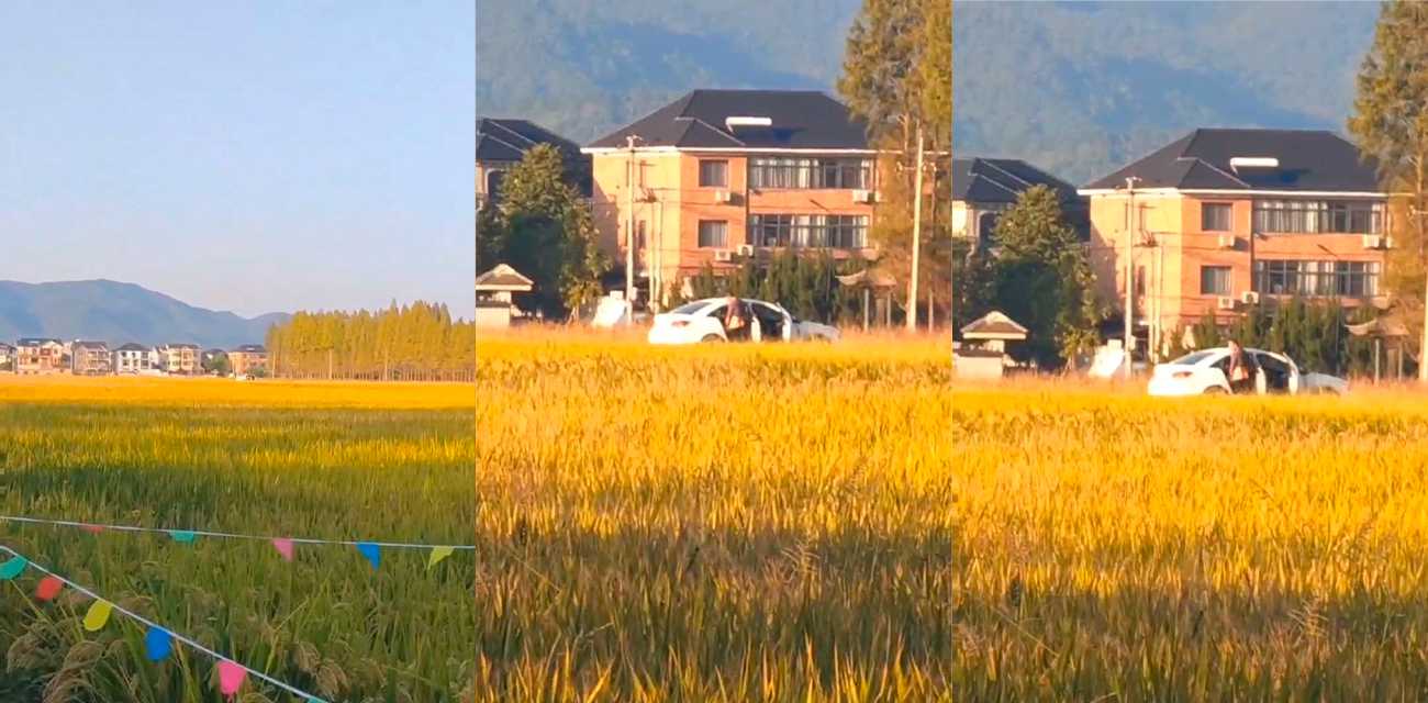 风吹麦浪 鸡儿痒痒 小情侣户外田间野战被偷拍 两人直接放飞自我!