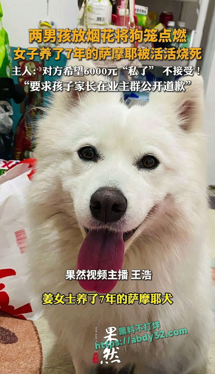 连云港两男孩烧死笼中萨摩耶 10