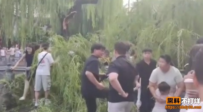 济南趵突泉老柳树断枝砸伤游客 3