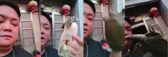 中年男人炫耀王八 被王八当场咬住嘴唇 太惨 若是咬住鸡鸡会怎样?