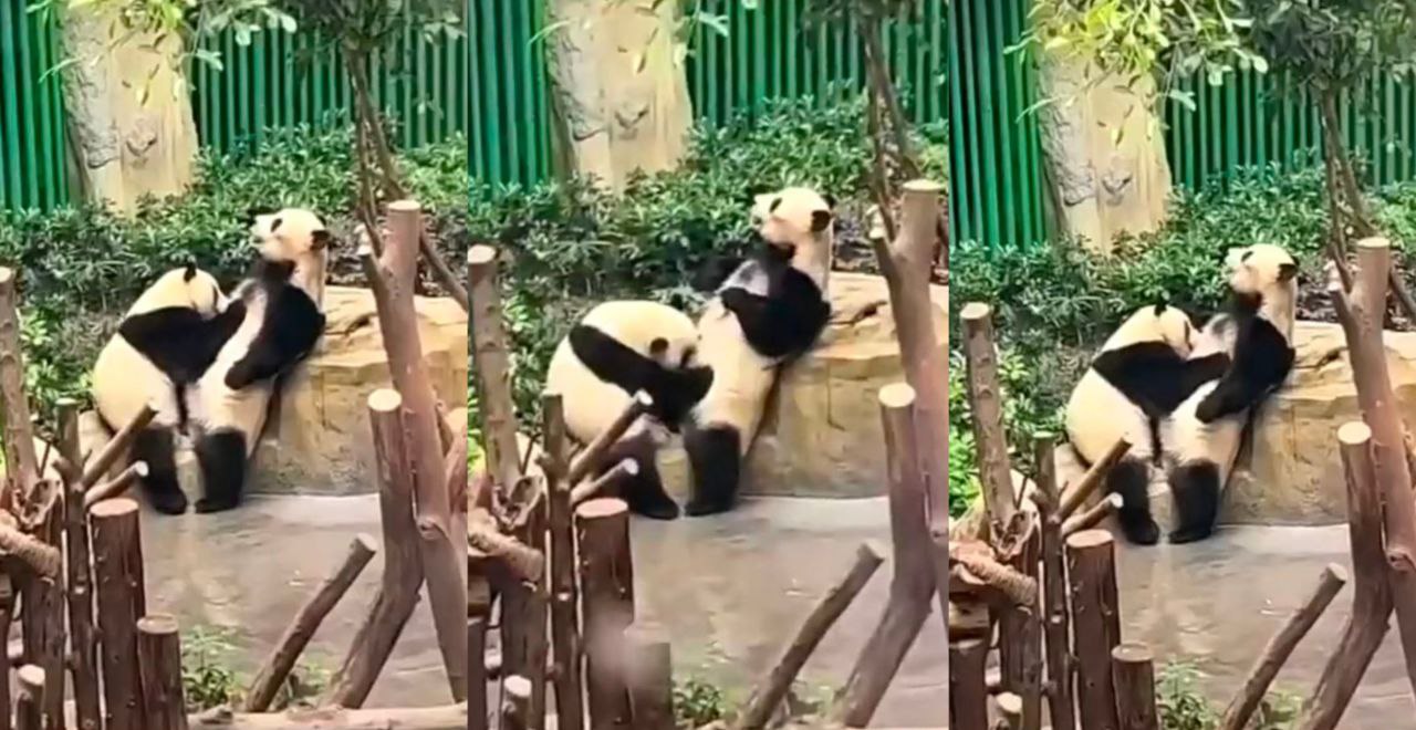 国宝在线直播交配?虽然是国宝 但是光天化日之下 是不是有点羞耻啊?