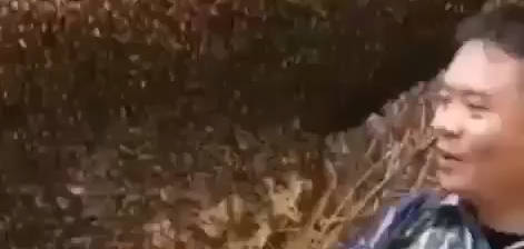 【新奇视频】有的老铁说,那个蜜蜂为什么不蜇我,嗷嗷嗷!!