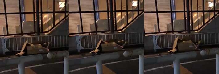 震惊!!杭州街头马路边上惊现男女双人运动现场!套个纸箱子就开始做爱了?
