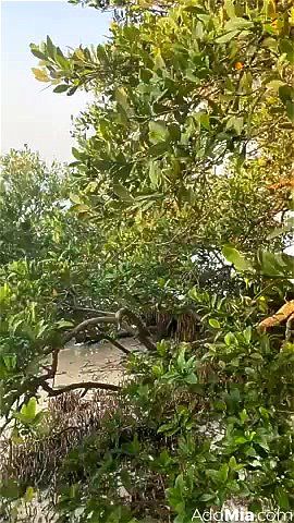 咪咪咪