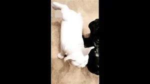 强势女性主导，体验极致掌控快感。探索成人世界中的权力交换与感官刺激，专为寻求深度愉悦的观众打造。