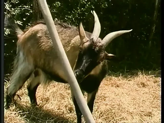Horny cock sucking guy gets ass ravaged while fucking a hot bitch on the lawn